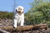 BERGER AUSTRALIEN PUPPIES 015